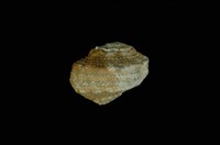 藏品(瘤珠螺)的圖片